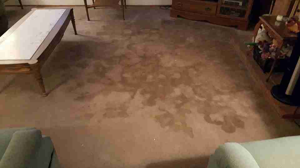 Carpet before Spiker cleaning