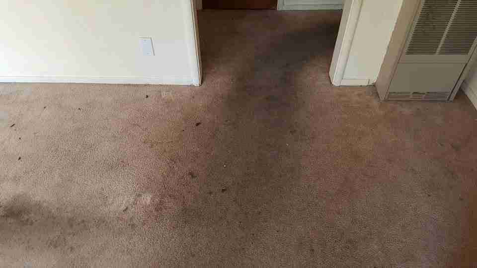 Carpet before Spiker cleaning