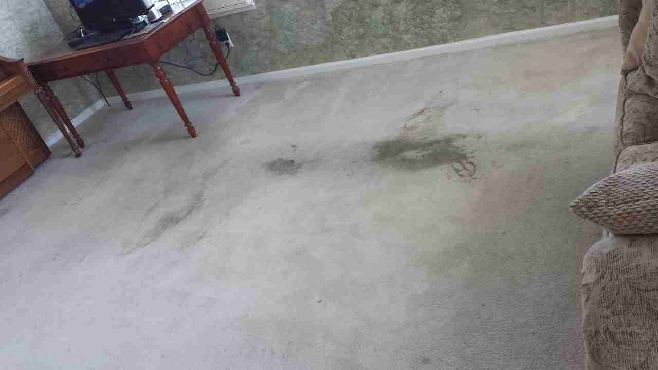 Carpet before Spiker cleaning